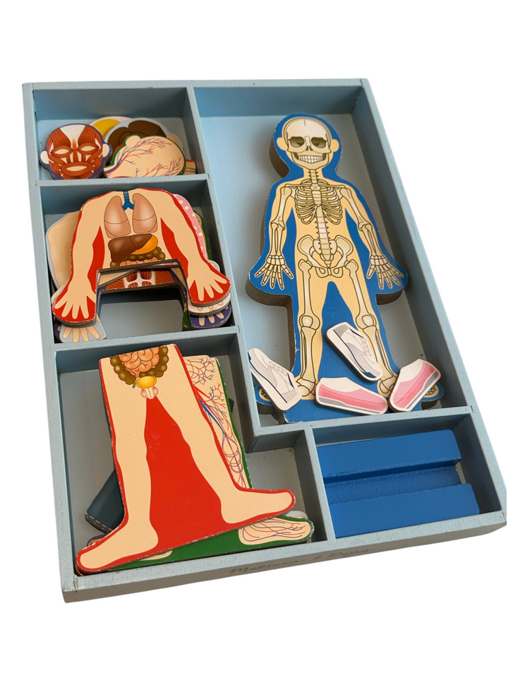 Magnetic Human Body Anatomy Play Set