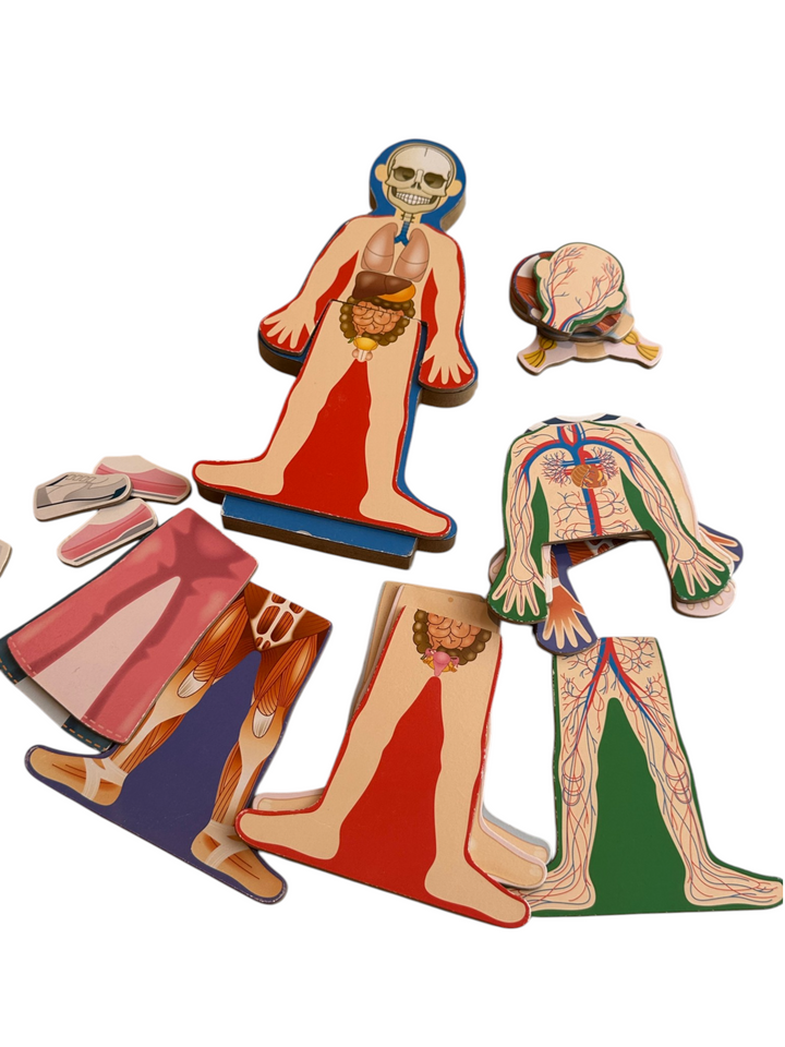Magnetic Human Body Anatomy Play Set