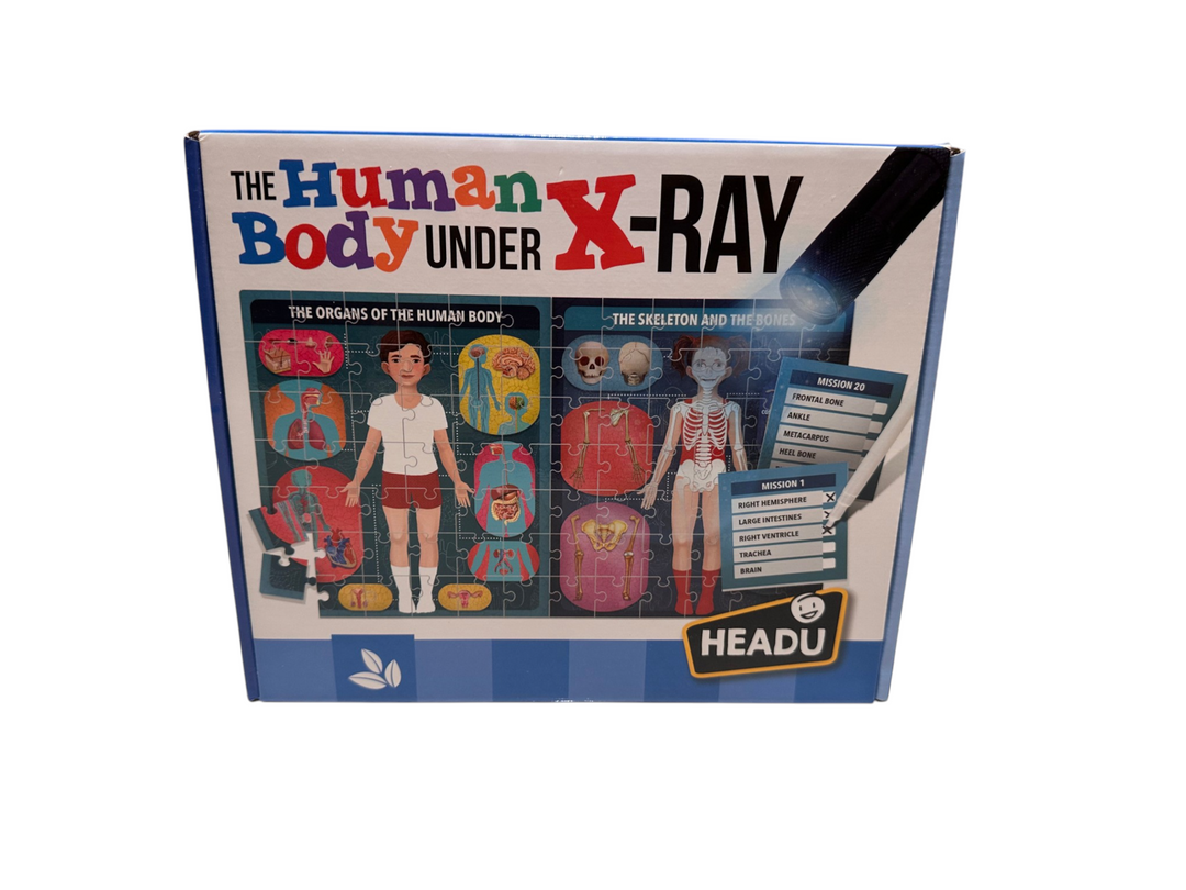 The Human Body Under X-Ray