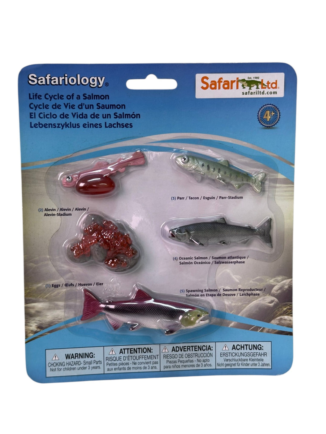 Life Cycle of a Salmon