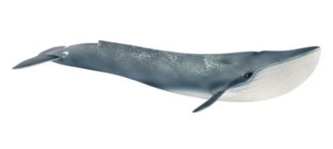 Schleich, Blue Whale, The Schleich figures are modelled with attention to detail, hand-painted with care, and provide educationally valuable playtime. The blue whale is the largest mammal on the planet. Its tongue alone weighs as much as an elephant, and when it opens its mouth, up to 90 tonnes of water can fit into it. It also has the biggest heart in the world, weighing 180 kg and making it about as large and heavy as a gorilla.